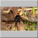 Necrophorus vespilloides - Totengraeber 06d.jpg